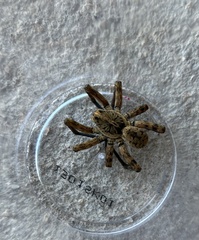 Tigrosa georgicola
