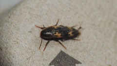 Dircaea liturata
