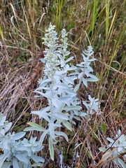 Artemisia stelleriana