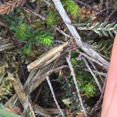 Crambus pascuella