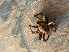 Tigrosa georgicola