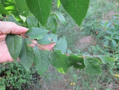 Zanthoxylum