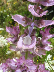 Salvia sclarea