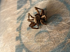 Tigrosa georgicola