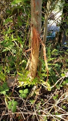 Laurus nobilis
