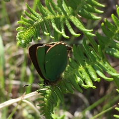 Callophrys rubi