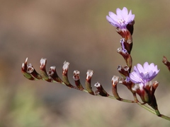 Limonium virgatum