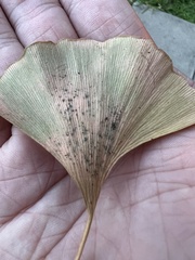 Bartheletia paradoxa