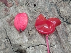 Viburnum opulus opulus