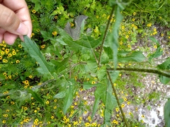 Simsia amplexicaulis