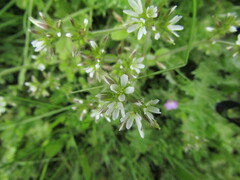 Cerastium glomeratum