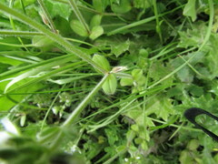Cerastium glomeratum