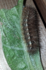 Spilosoma lubricipeda