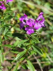 Satureja subspicata