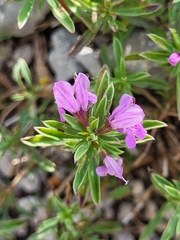 Satureja subspicata