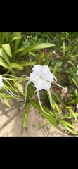Hymenocallis littoralis