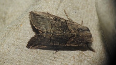 Abrostola urentis