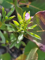 Satureja subspicata