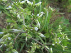 Cerastium glomeratum