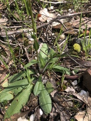 Craspedia variabilis