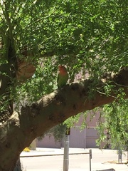 Agapornis roseicollis