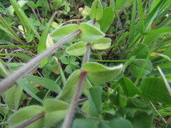 Cerastium glomeratum