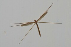 Tricyphona