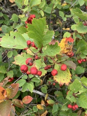 Crataegus chrysocarpa