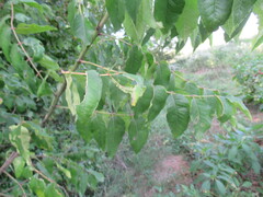 Zanthoxylum