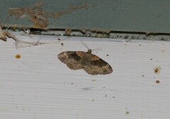 Xanthorhoe ferrugata