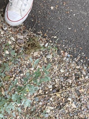 Amaranthus blitoides