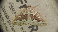 Caripeta divisata