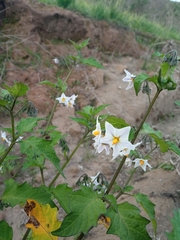 Solanum furcatum