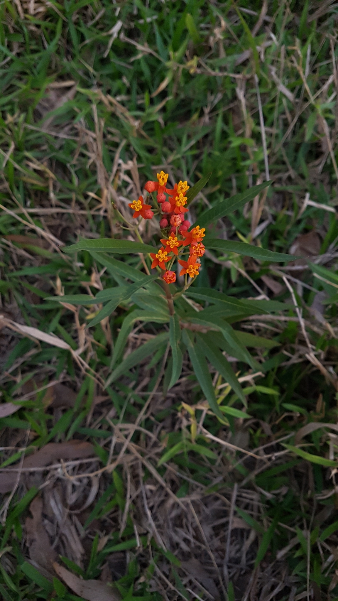 Asclepias curassavica