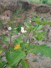 Solanum furcatum