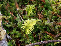 Kindbergia oregana