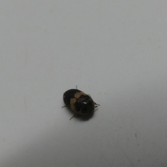 Attagenus fasciatus