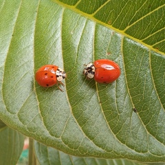 Harmonia axyridis