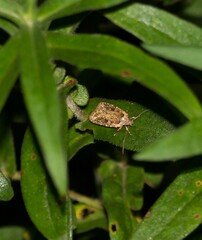 Agonopterix pulvipennella
