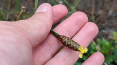 Xyris stricta
