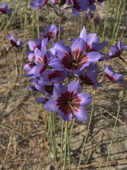 Leucocoryne purpurea