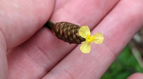 Image of Xyris stricta by (c) Joseph Aubert, some rights reserved (CC BY)