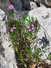 Satureja subspicata