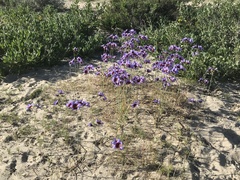 Leucocoryne purpurea