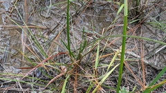 Xyris stricta