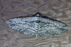 Iridopsis obliquaria