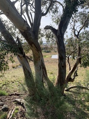 Myrtoideae