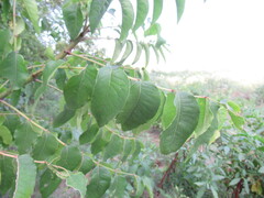 Zanthoxylum