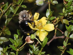 Xylocopa tabaniformis androleuca