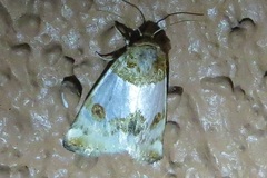 Schinia oculata